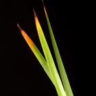 Billabong Reed stems Lepidosperma thumb