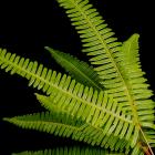 Broadleaf Umbrella Fern Sticherus thumb