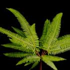 Broadleaf Umbrella Fern Sticherus thumb