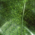 Calathea 'mosaica' Calathea thumb