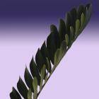 Cardboard Palm zamia furfuracea thumb