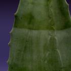 Century Plant Agave americana thumb