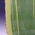 Century Plant Agave americana variegata thumb