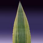 Century Plant Agave americana variegata thumb