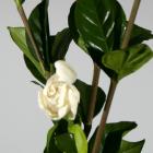 Gardenia Gardenia jasminoides thumb