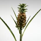 Pineapples 'Golden' Ananus thumb