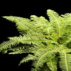 Plantation Umbrella Fern Sticherus thumb