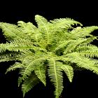 Plantation Umbrella Fern Sticherus thumb