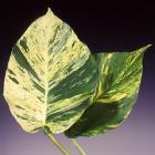 Pothos 'Devils Ivy' Epipremnum aureum thumb