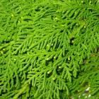 White Cedar Thuja occidentalis thumb