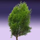 White Cedar Thuja occidentalis thumb