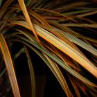 China Grass 'painted orange' Miscanthus sinensis thumb