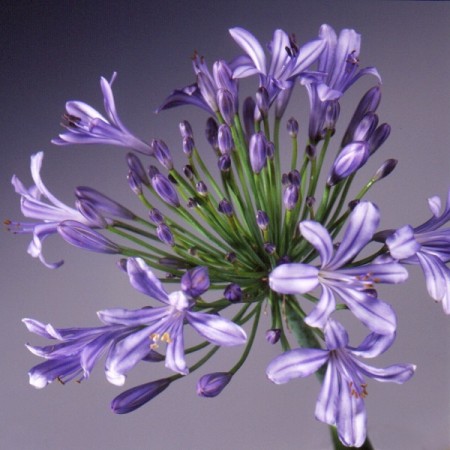 Agapanthus umbellatus Agapanthus umbellatus