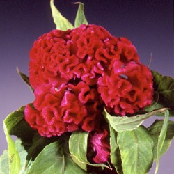 Celosia 'Cockscomb - Red' Celosia argentea - Cristata