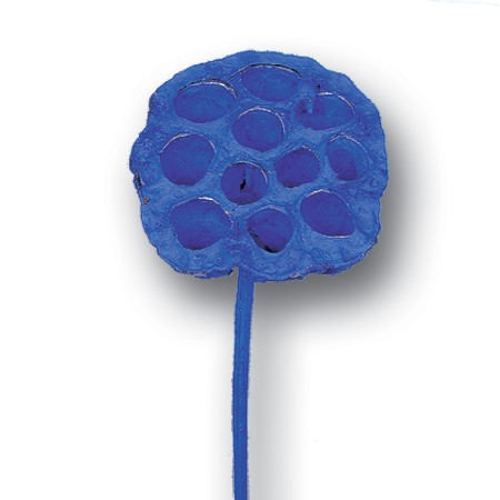 Lotus Heads on stem 'blue' Nelumbo