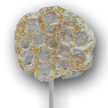 Lotus Heads on stem 'ivory gold glitter' Nelumbo