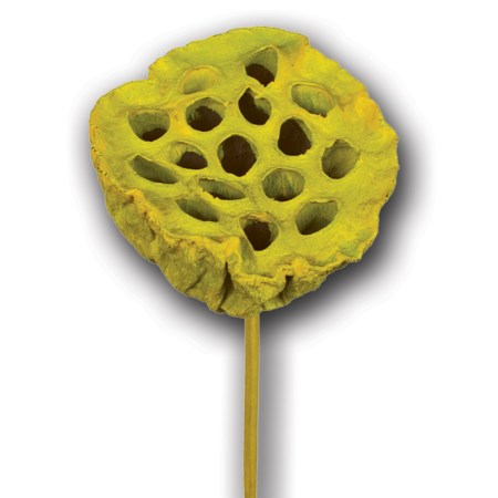 Lotus Heads on stem 'yellow' Nelumbo