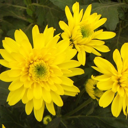 Chrysanthemum 'Sunny Euro' Chrysanthemum