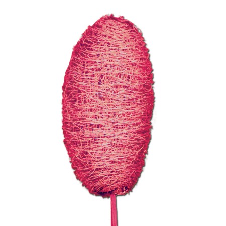 Luffa on stem 'red'