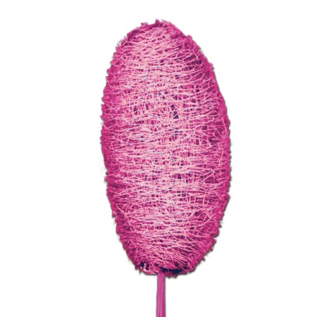 Luffa on stem 'pink'