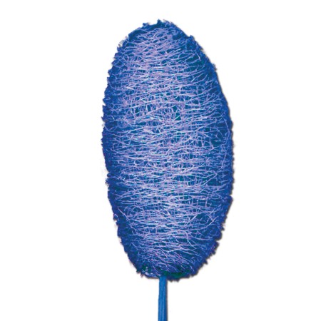 Luffa on stem 'blue'