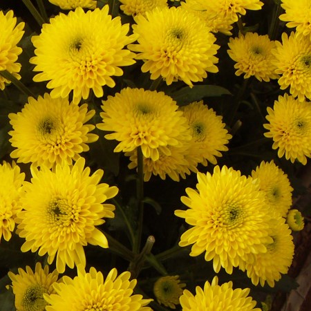 Chrysanthemum 'Sunny Ivis' Chrysanthemum