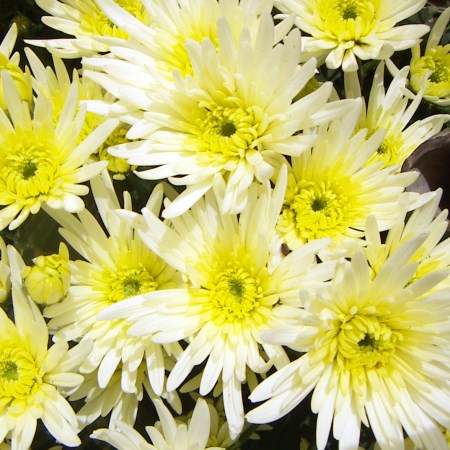 Chrysanthemum 'Delianne White Spider' Chrysanthemum