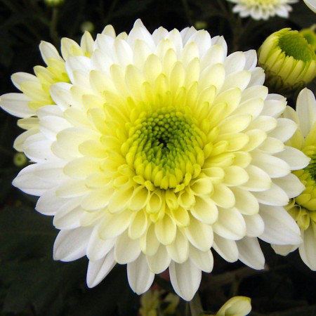 Chrysanthemum 'Ivis' Chrysanthemum