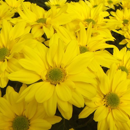 Chrysanthemum 'Sunny Arie Regan' Chrysanthemum