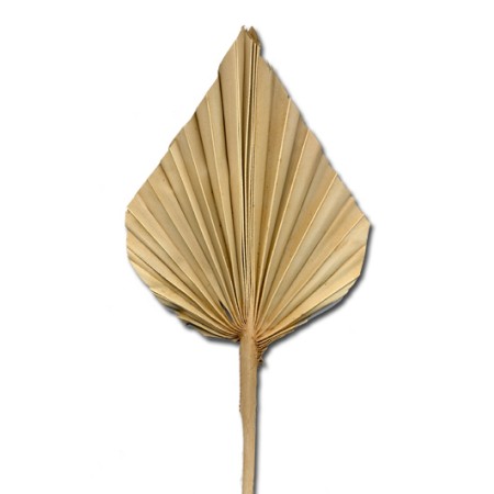 Palm Spear 'natural'