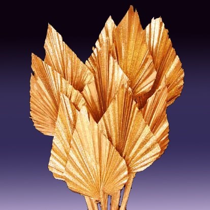 Palm Spear 'gold'