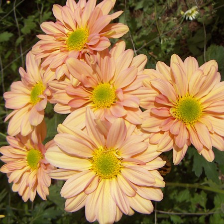 Chrysanthemum 'Salmon Regan' Chrysanthemum