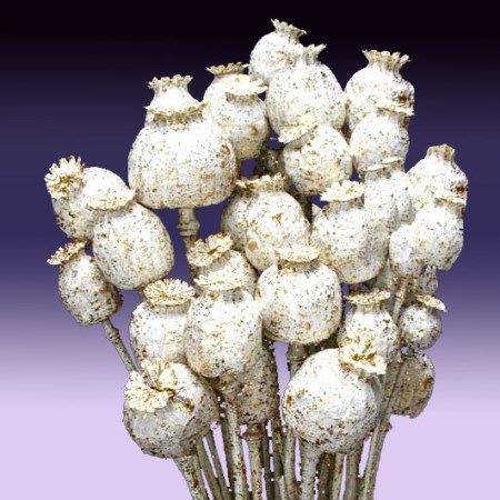 Poppy heads on stem 'white with gold glitter' n/a