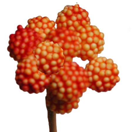 Raspberry on stem 'orange'