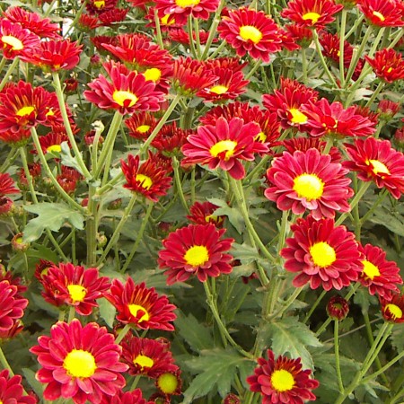 Chrysanthemum 'Wembley' Chrysanthemum