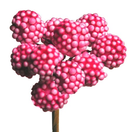 Raspberry on stem 'pink'