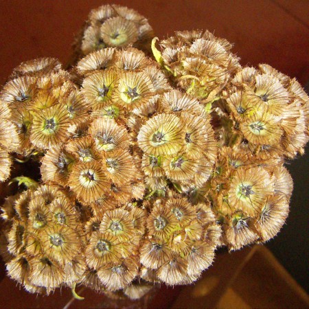 Scabious Scabiosa