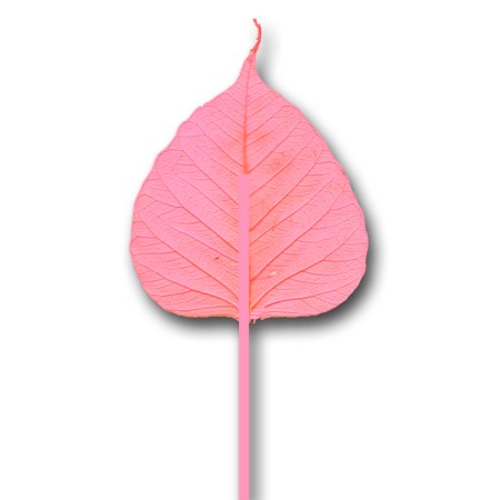 Skeleton leave on stem 'pink'
