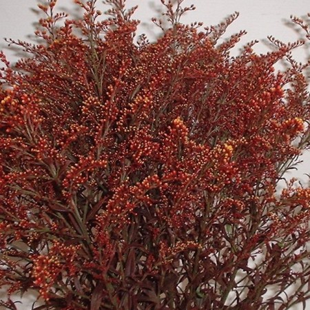 Solidago 'Painted Red' Solidago