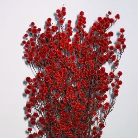 Sterlingia latifolia
