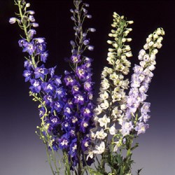 Delphinium Delphinium elatum