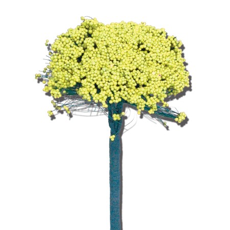 Trachelium 'yellow'