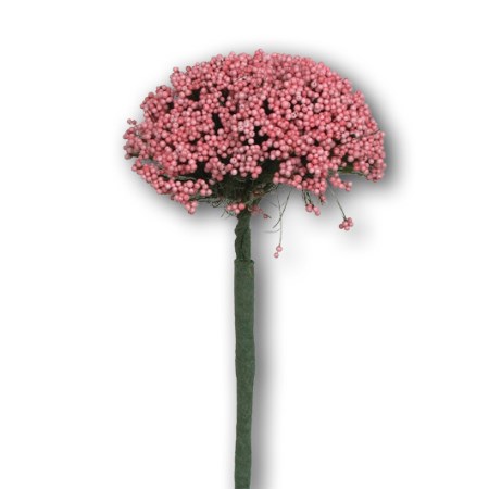 Trachelium 'pink'