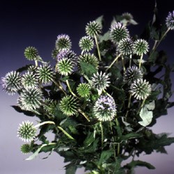 Echinops ritro 'Globe Thistle' Echinops ritro