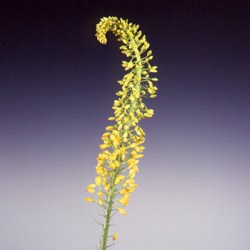 Eremurus stenophyllus 'Foxtail Lily' Eremurus stenophyllus