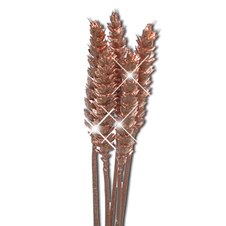 Wheat 'copper copper glitter' Triticim