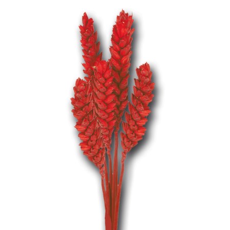 Wheat 'red' Triticim