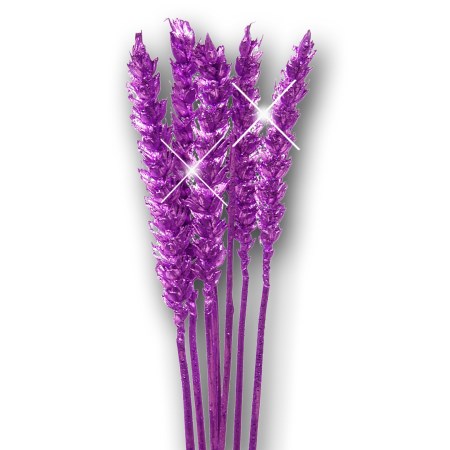 Wheat 'purple purple glitter' Triticim