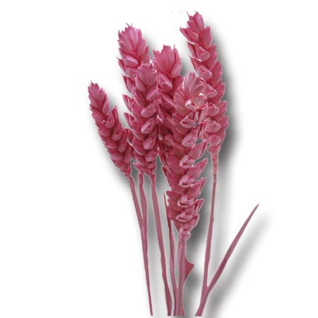 Wheat 'pink' Triticim