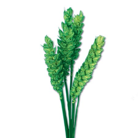 Wheat 'green' Triticim